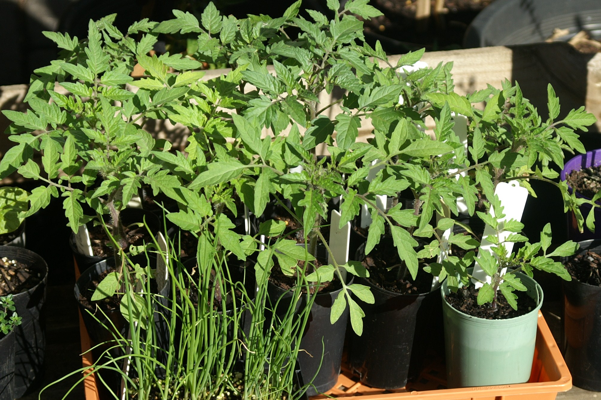 Growing Tomatoes in Melbourne Part 2 Planting out Suburban Tomato