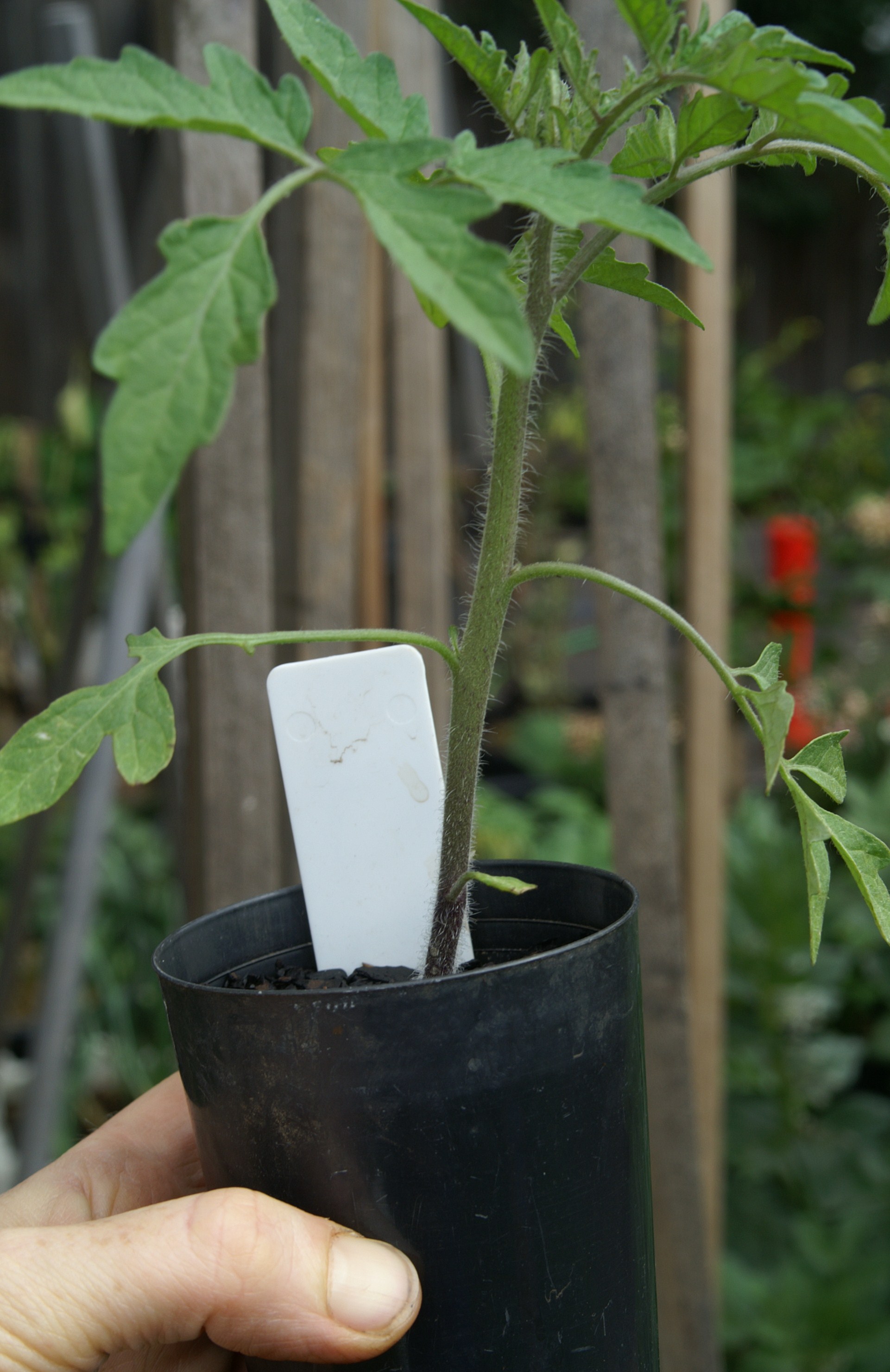 Growing Tomatoes in Melbourne Part 2 Planting out Suburban Tomato