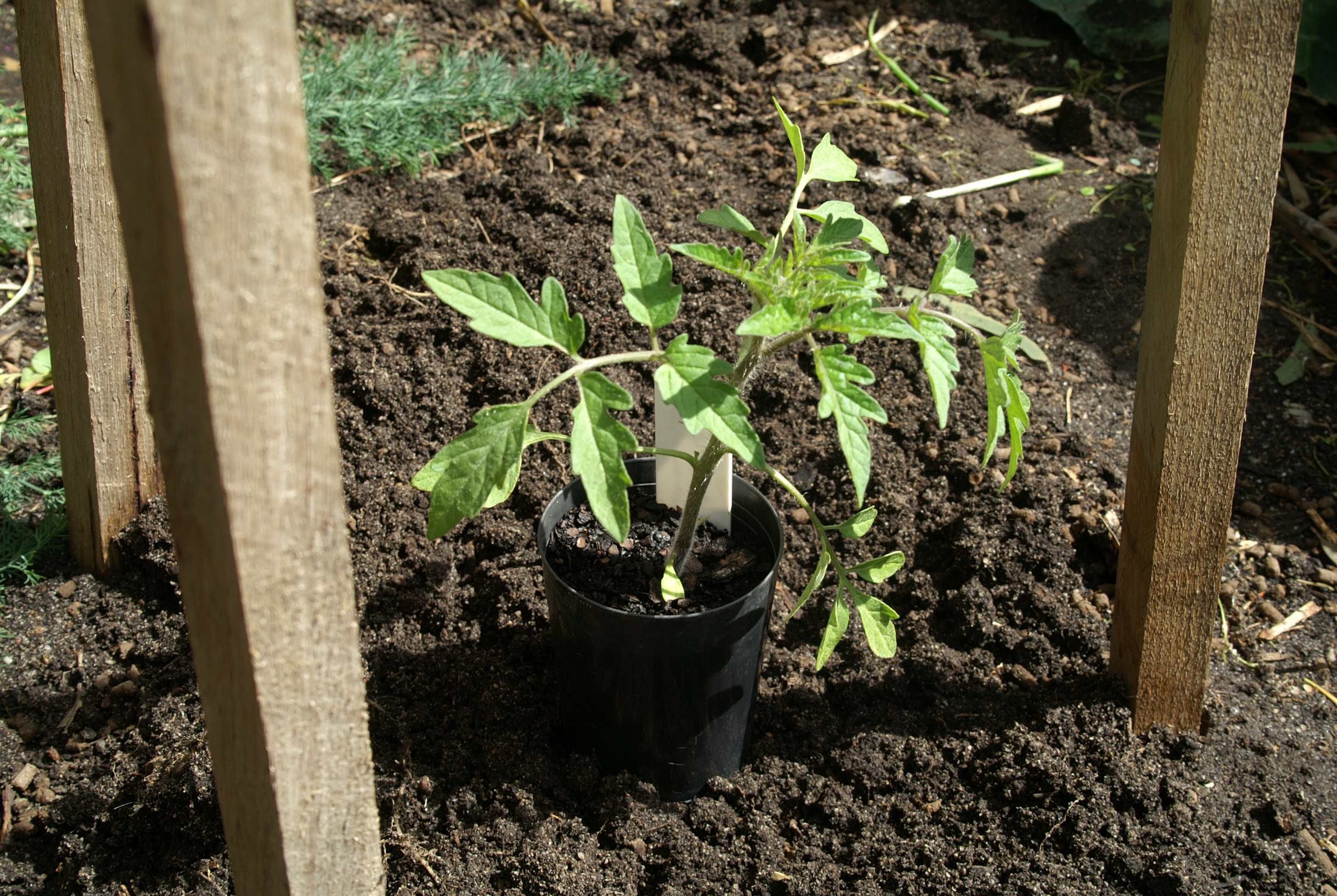 Growing Tomatoes in Melbourne Part 2 Planting out Suburban Tomato