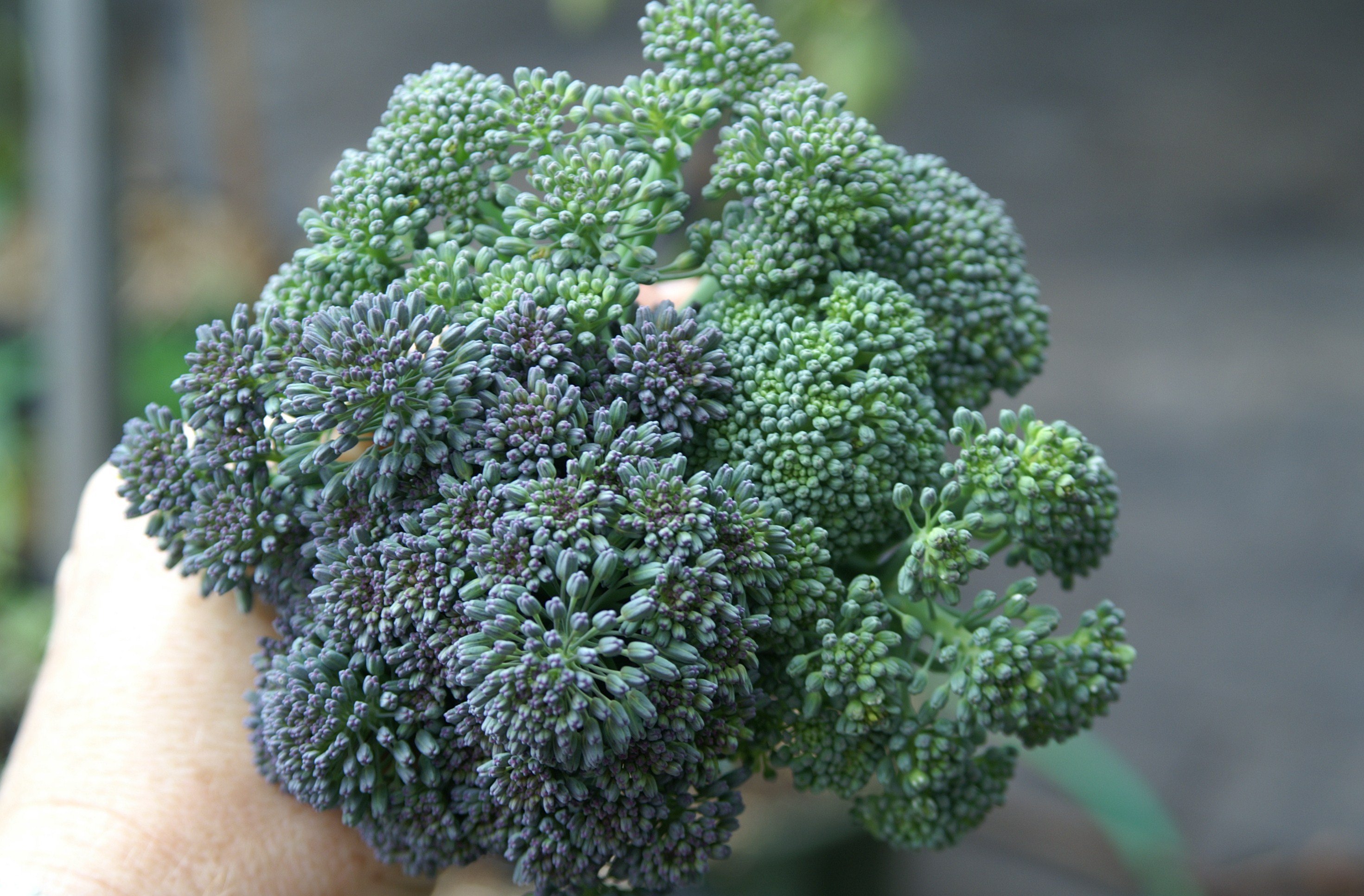 Green Dragon & Purple Sprouting Broccoli Suburban Tomato
