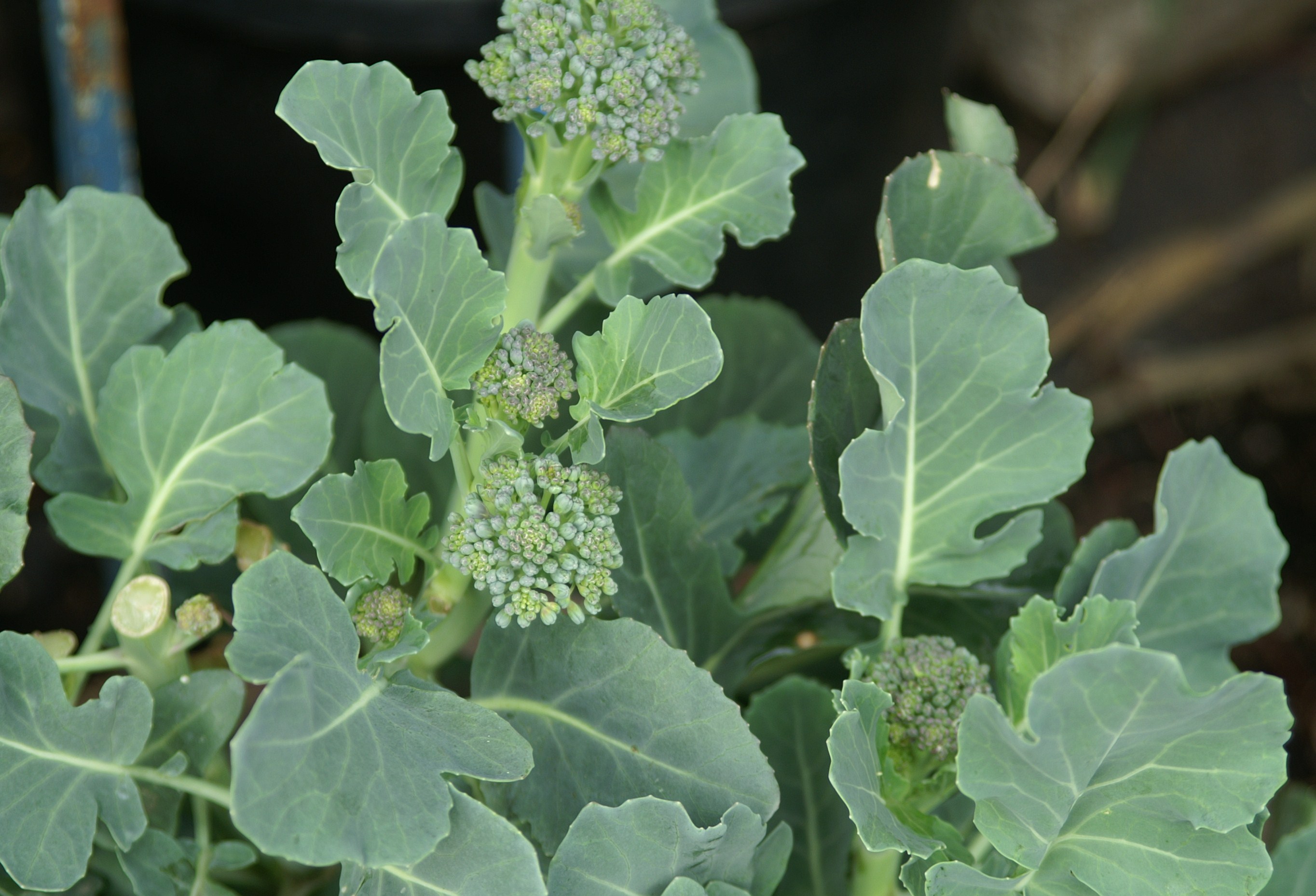 Green Dragon & Purple Sprouting Broccoli Suburban Tomato