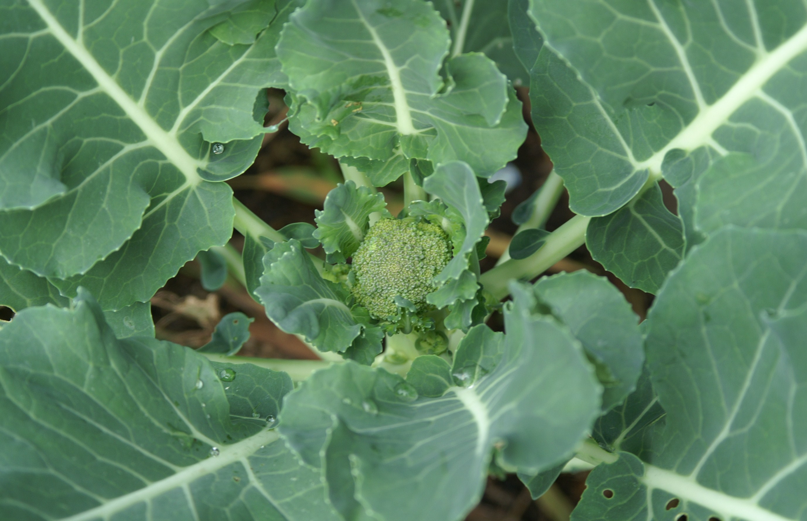 Green Dragon & Purple Sprouting Broccoli Suburban Tomato