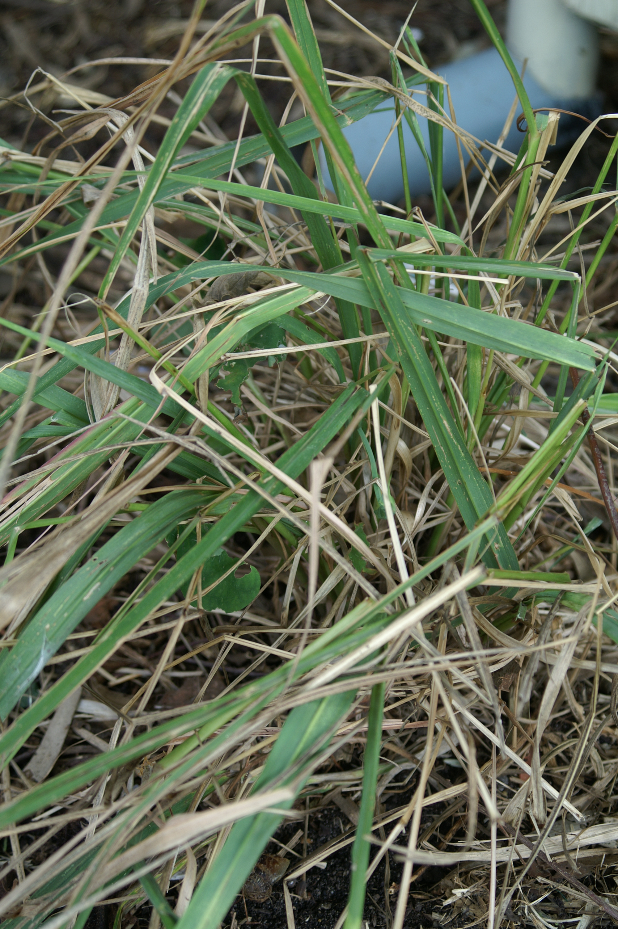 Beware Can cause cut fingers Lemongrass Suburban Tomato