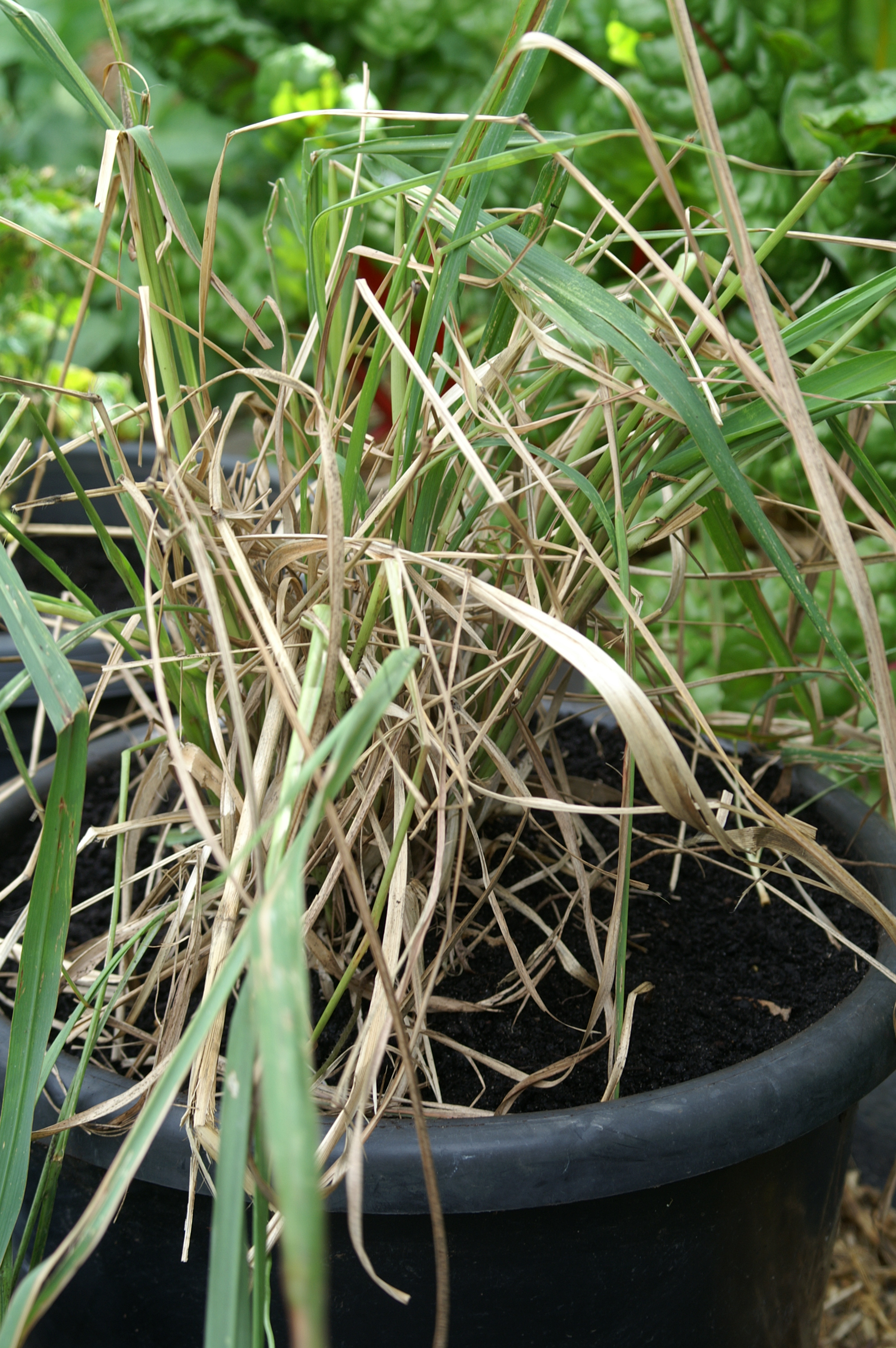 Beware Can cause cut fingers Lemongrass Suburban Tomato