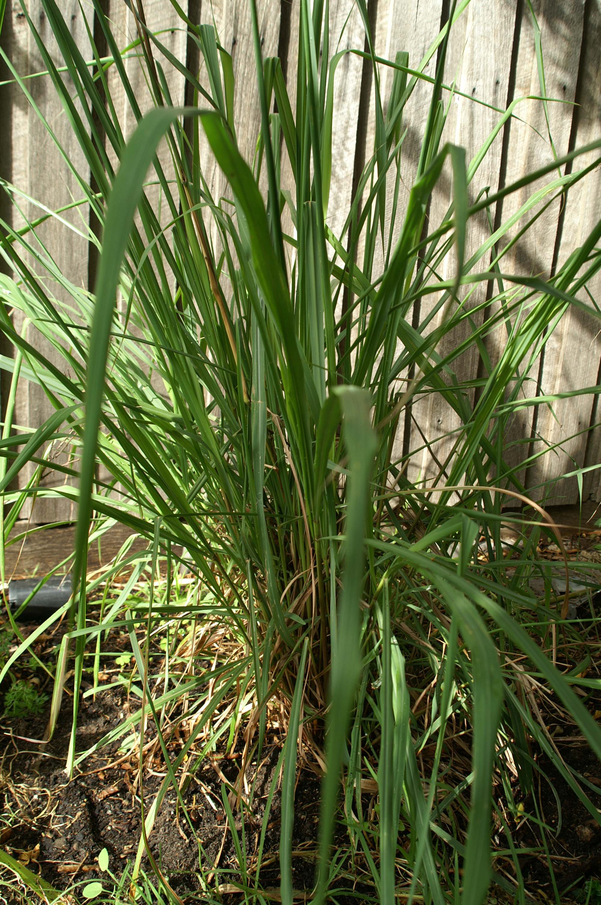 Beware Can cause cut fingers Lemongrass Suburban Tomato