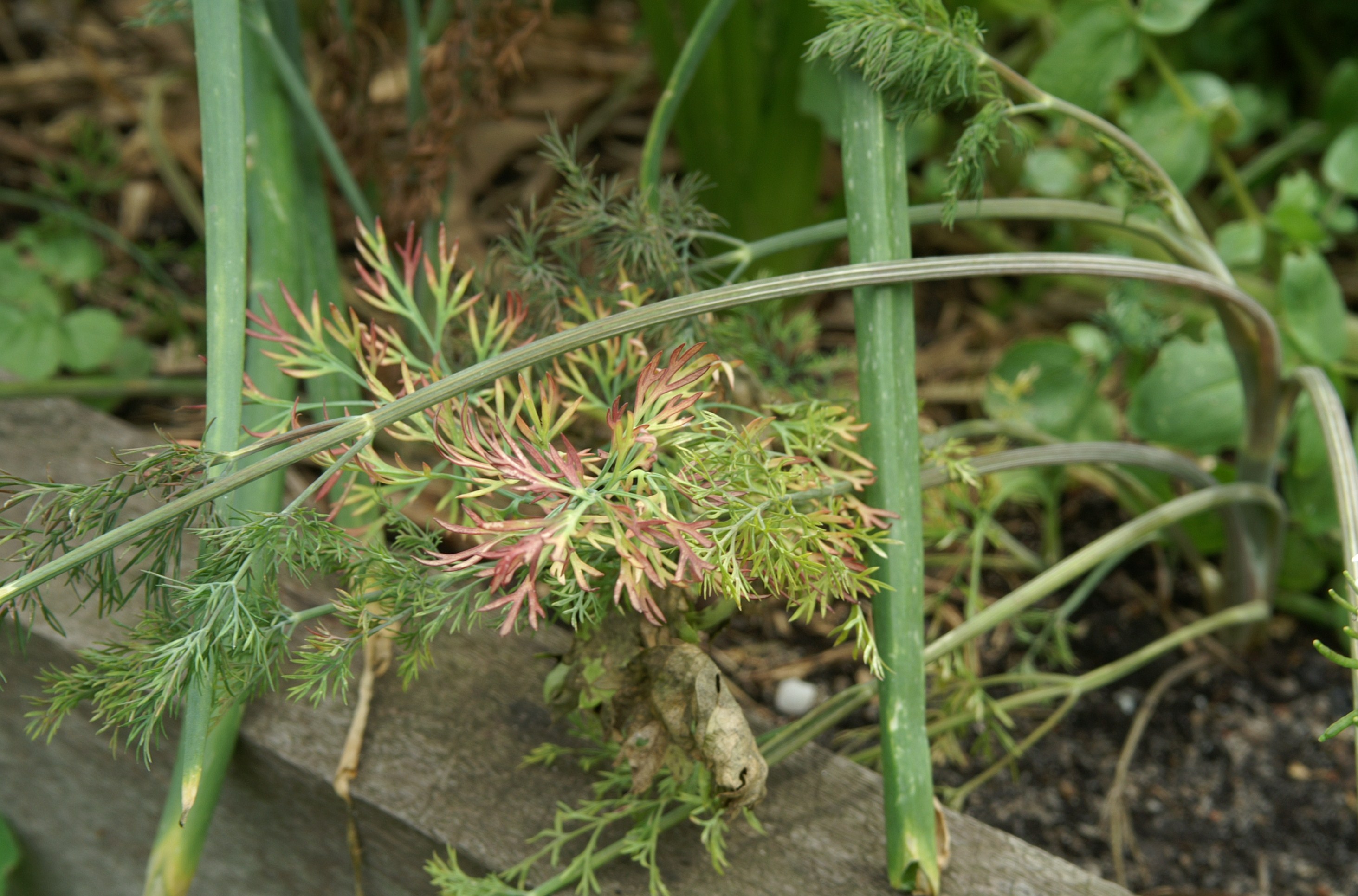 How it really is…… Suburban Tomato