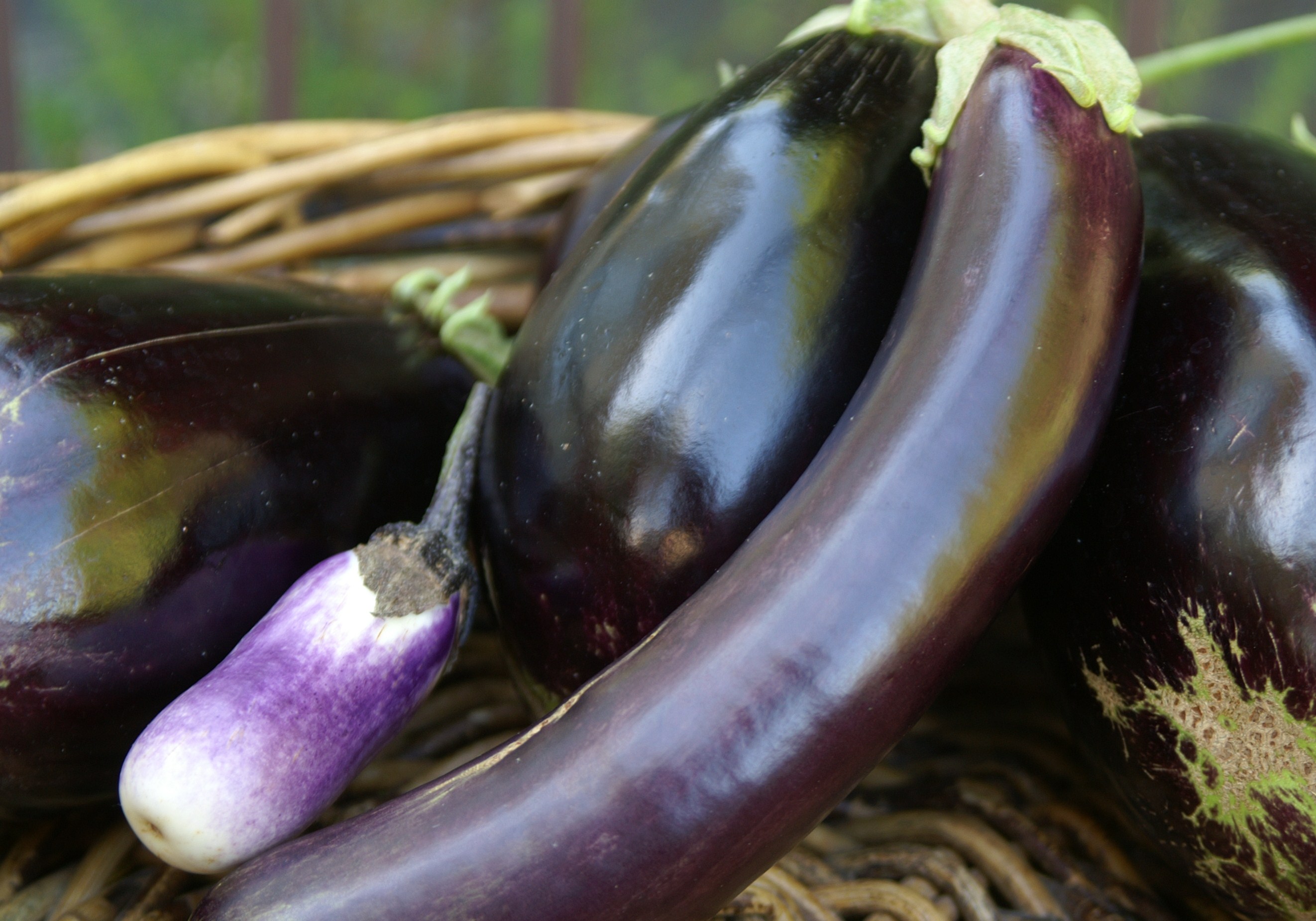 Eggplant A mini glut Suburban Tomato