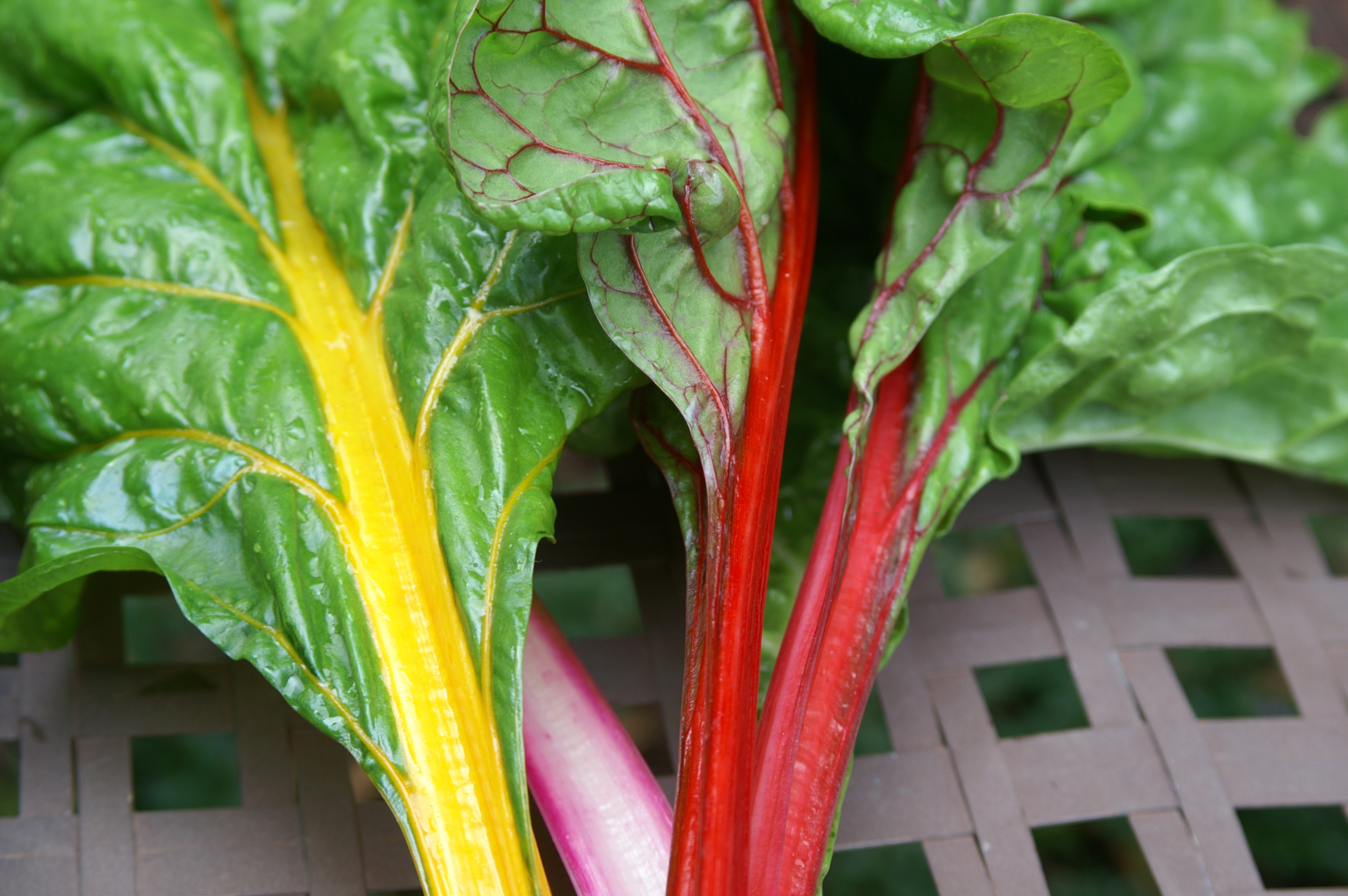 Top 5 Ways with Silver Beet Suburban Tomato