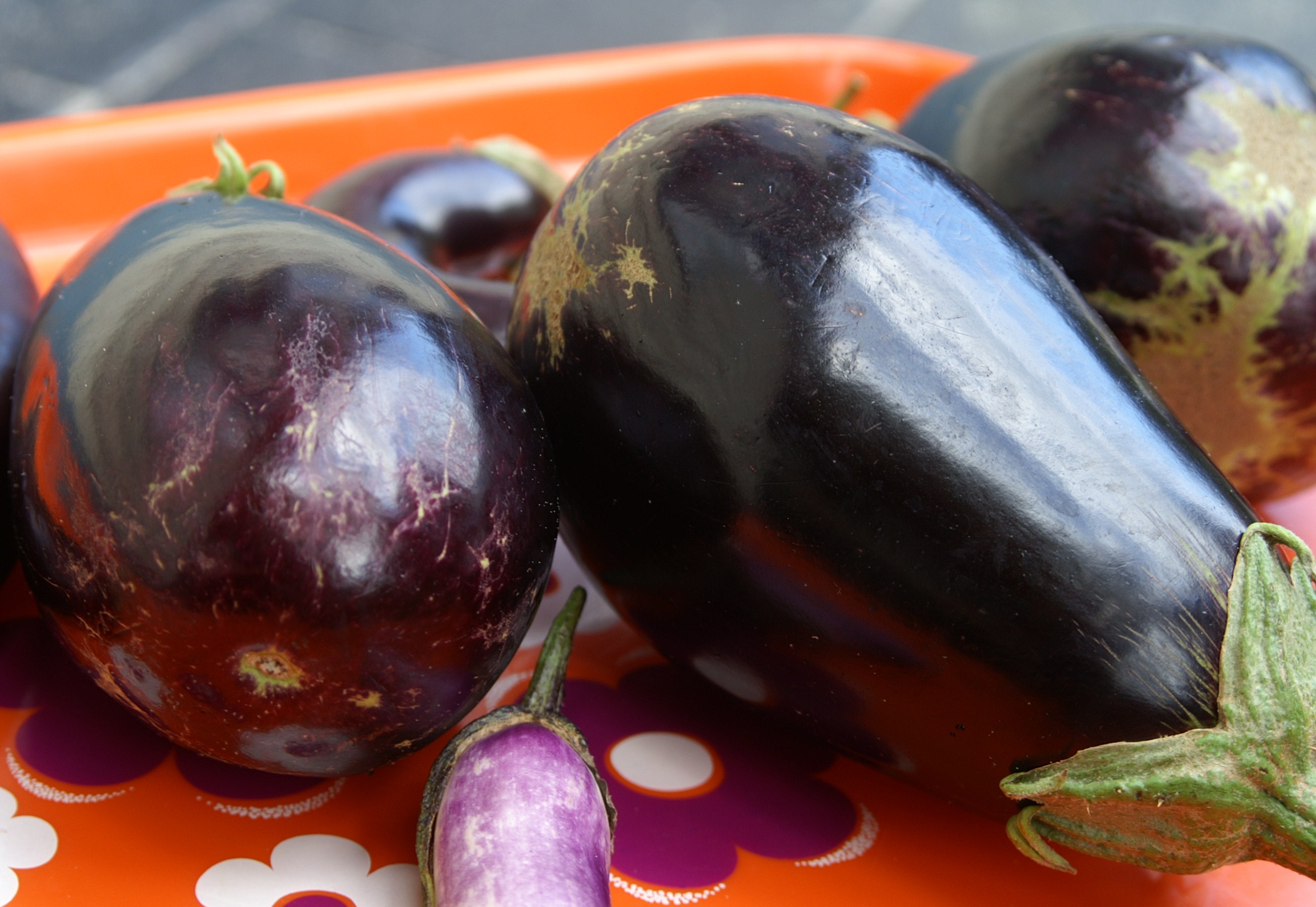 Eggplant A mini glut Suburban Tomato