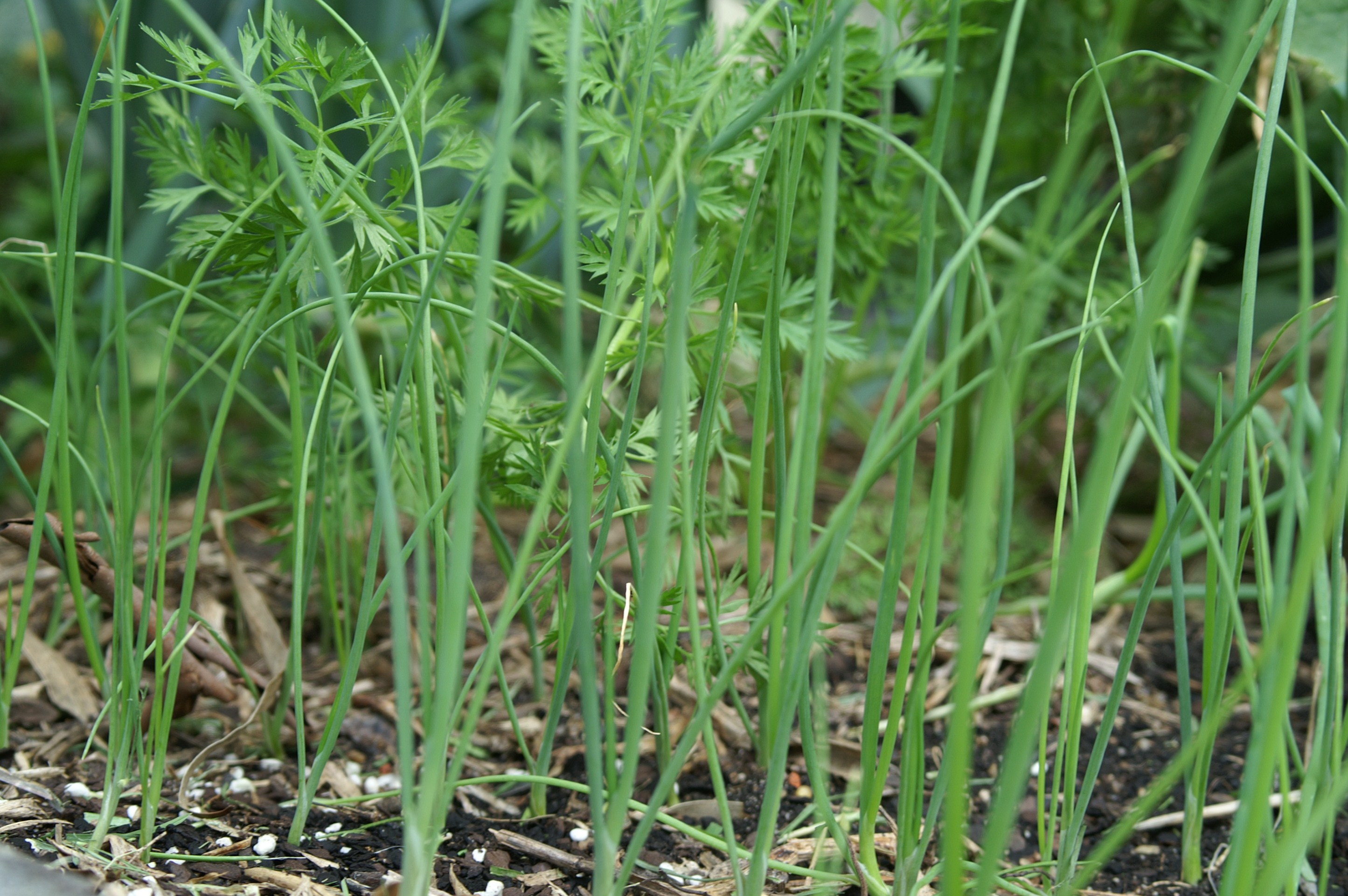 Saturday Spotlight Spring Onions “Straightleaf” Suburban Tomato
