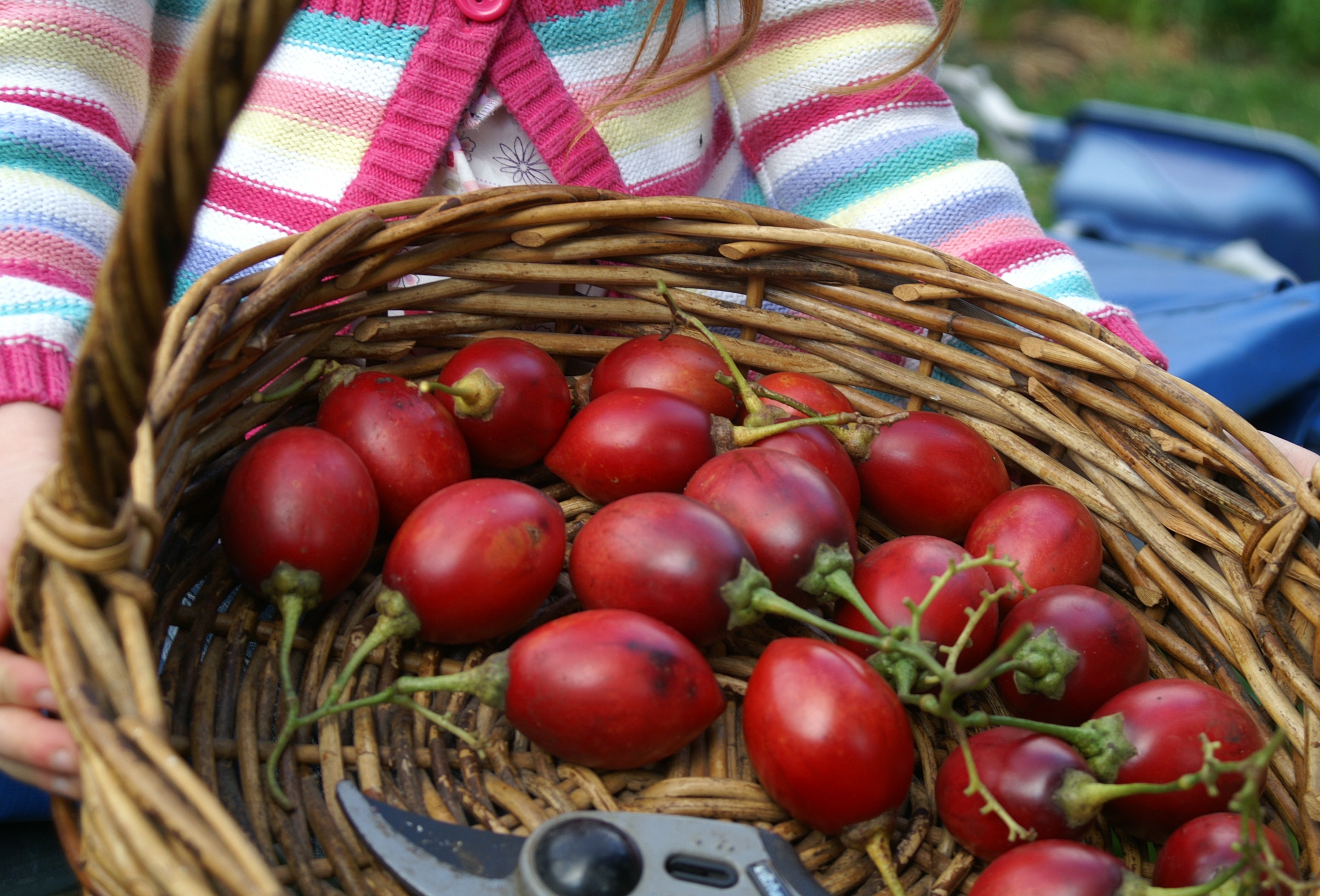Top 5 Fruit and Veg in Season in Melbourne in April Suburban Tomato