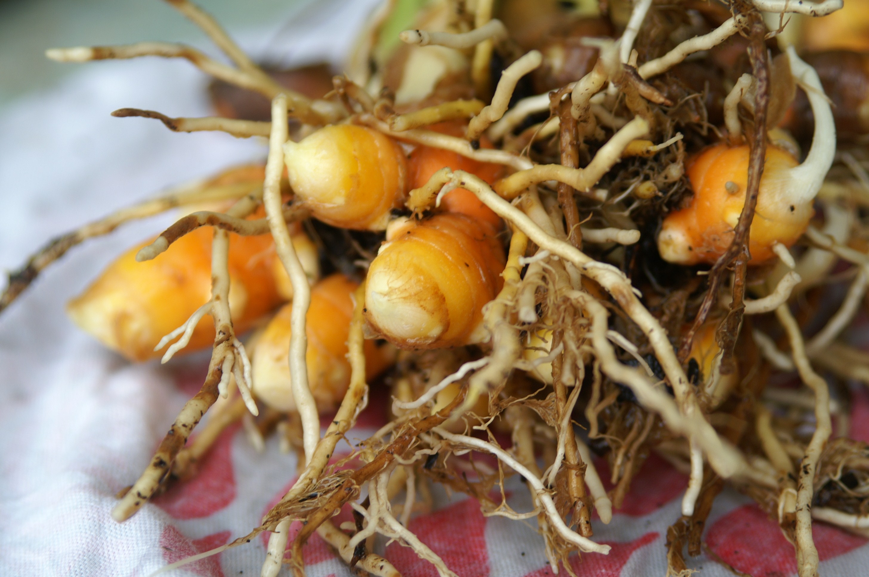 Growing Turmeric Was it Worth It? Suburban Tomato