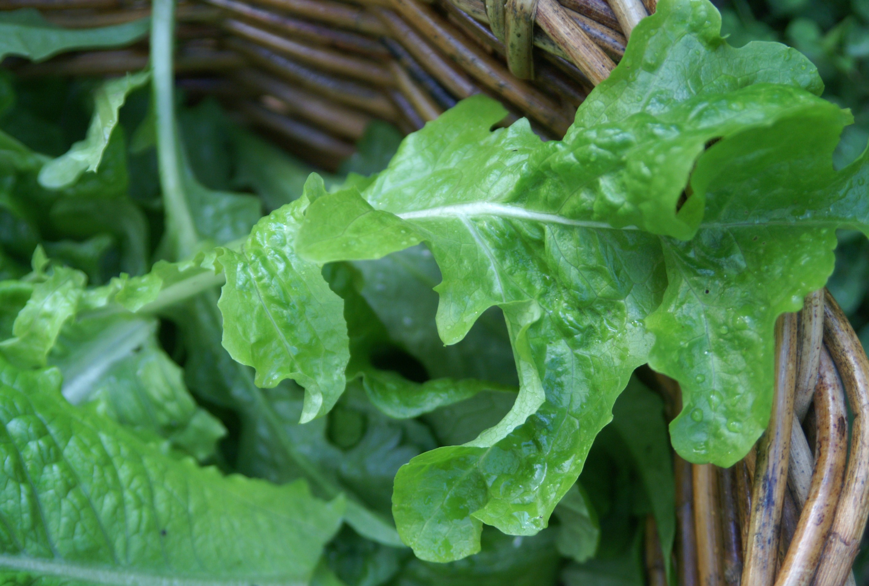 Saturday Spotlight on Sunday Salad Bowl Lettuce Suburban Tomato