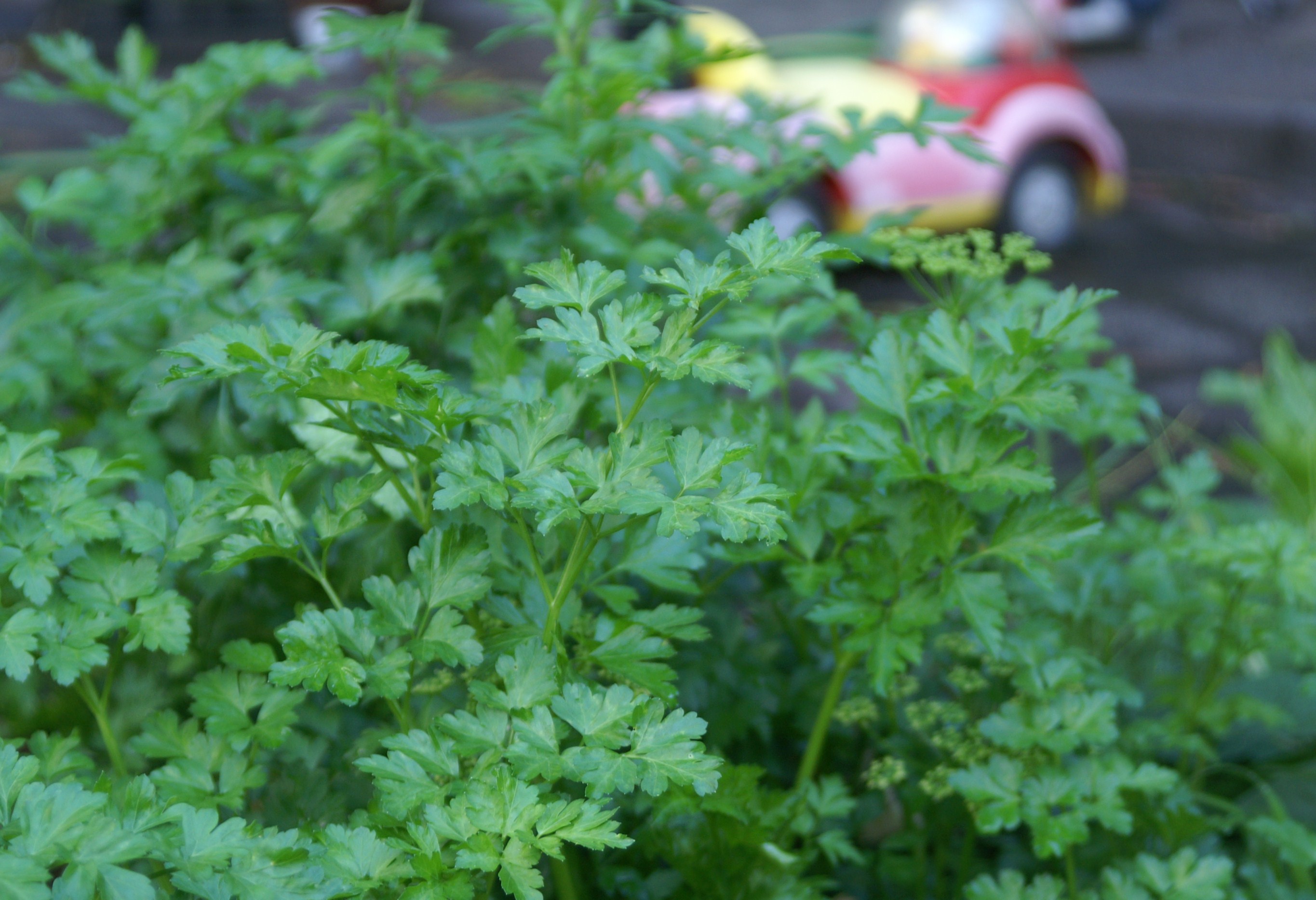 Saturday Spotlight on Sunday “Italian Plain Leaf” Parsley Suburban