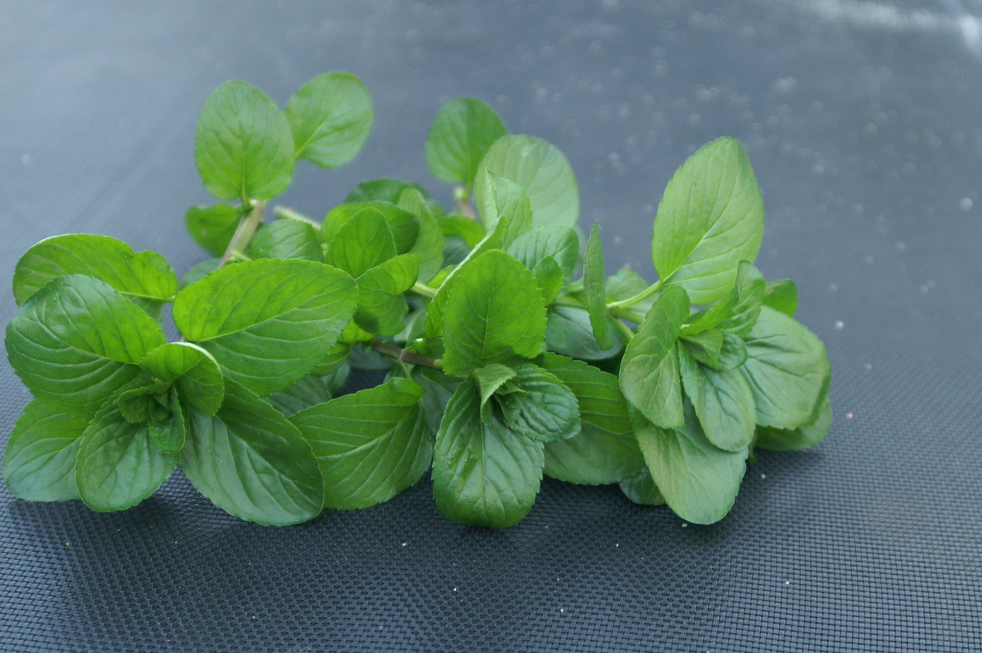 Minty Fresh Suburban Tomato