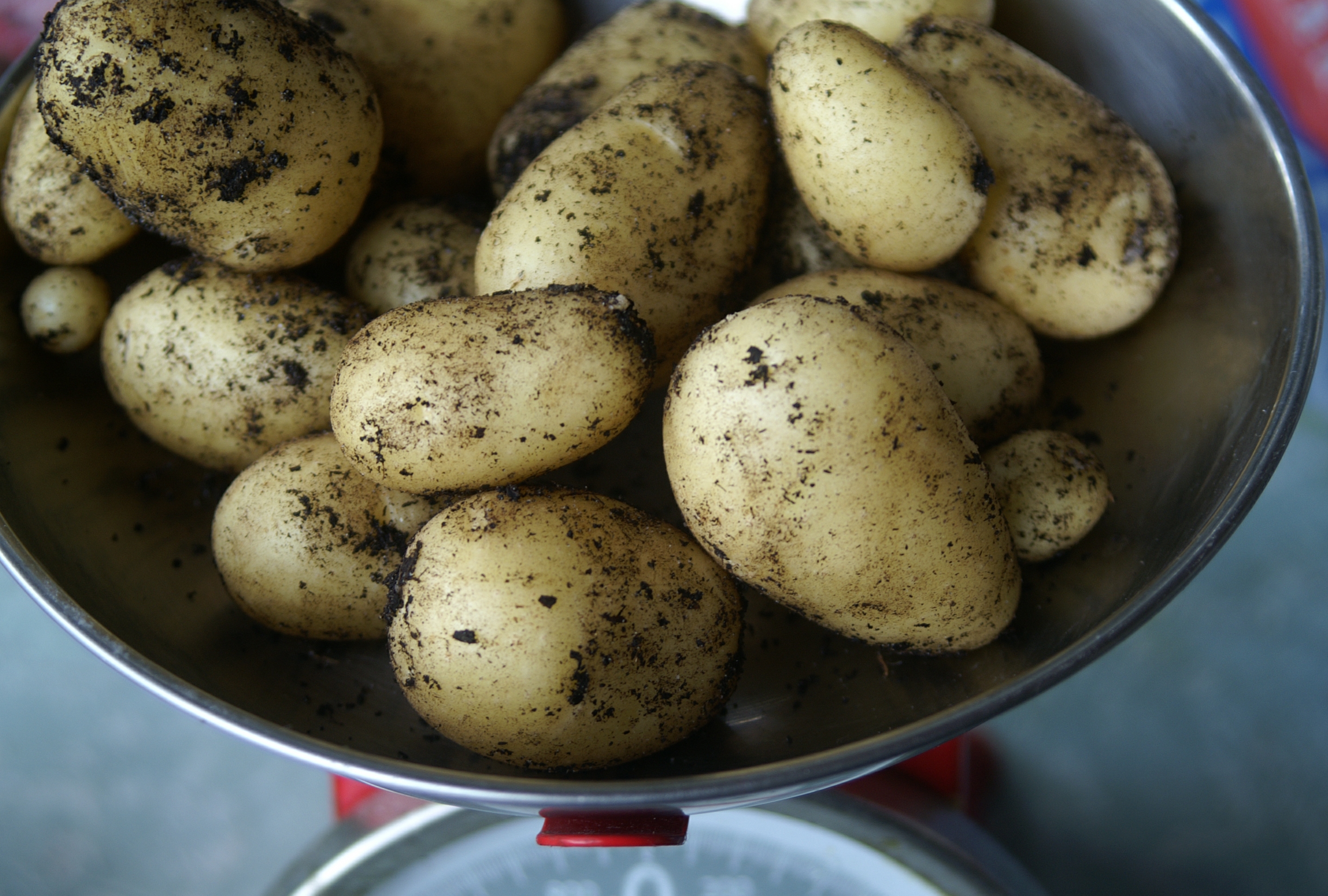 Potatoes all year round??? Suburban Tomato
