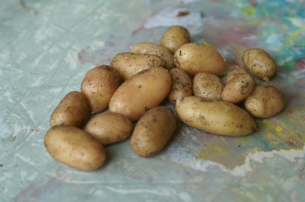 Potatoes all year round??? Suburban Tomato
