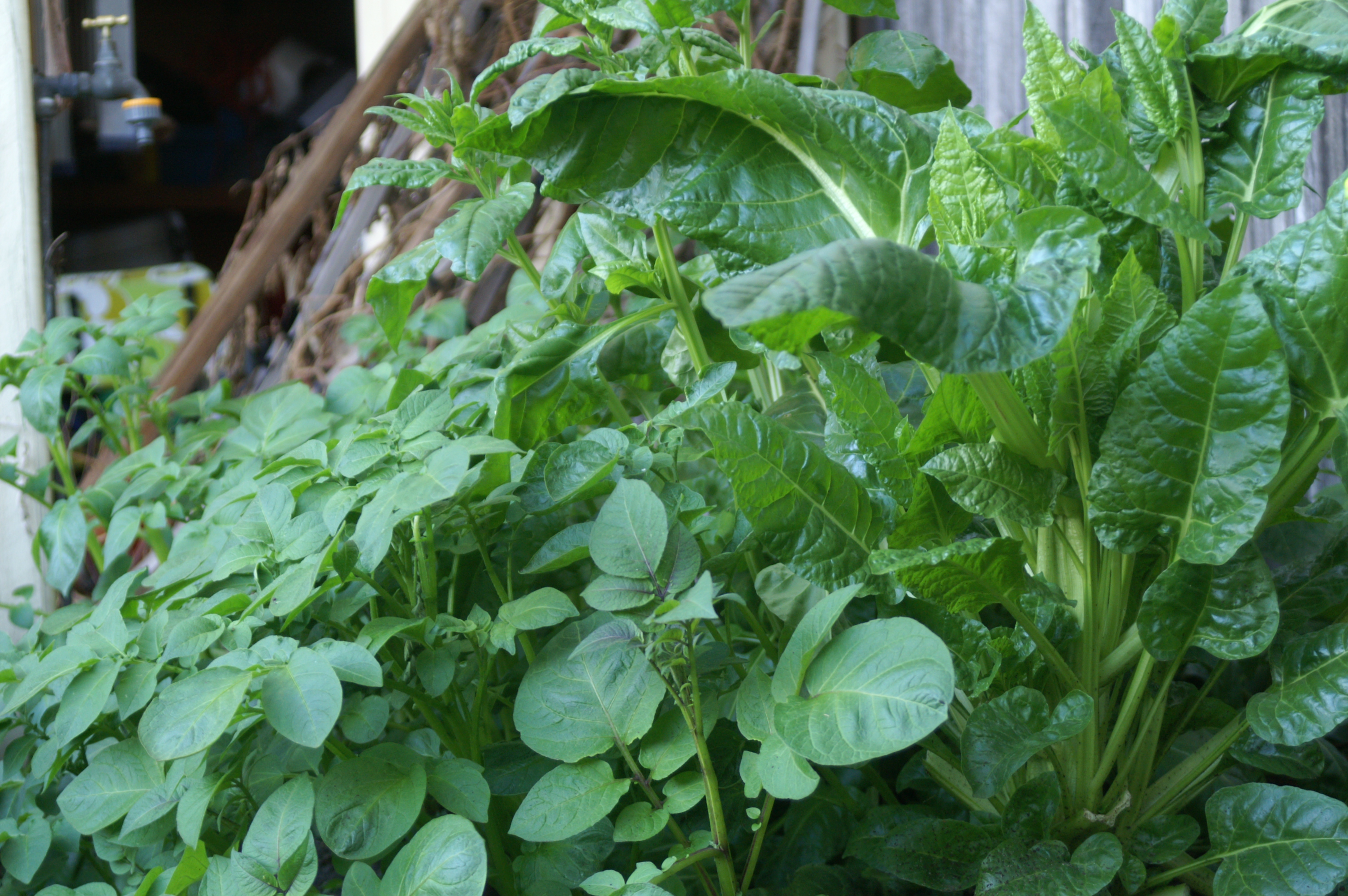Potatoes all year round??? Suburban Tomato