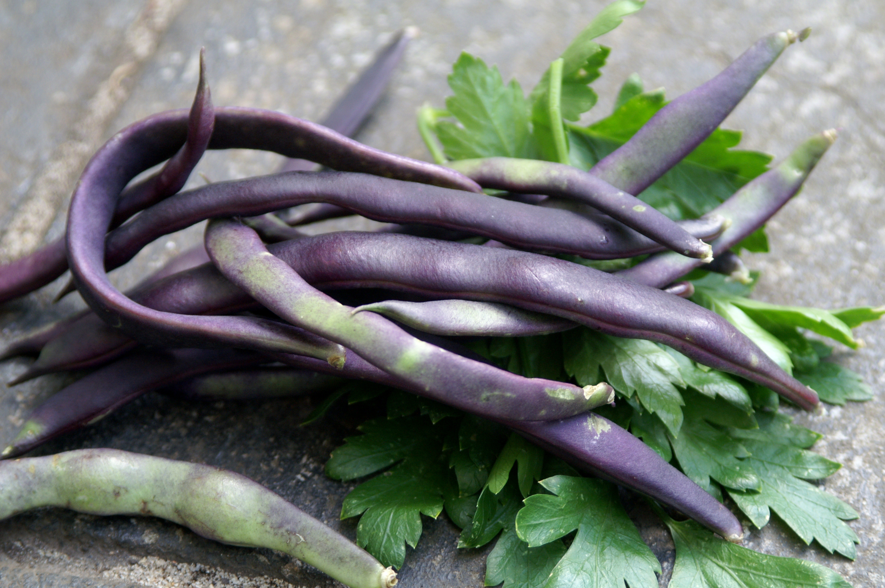 Monday Harvest 10th Dec 2012 Suburban Tomato