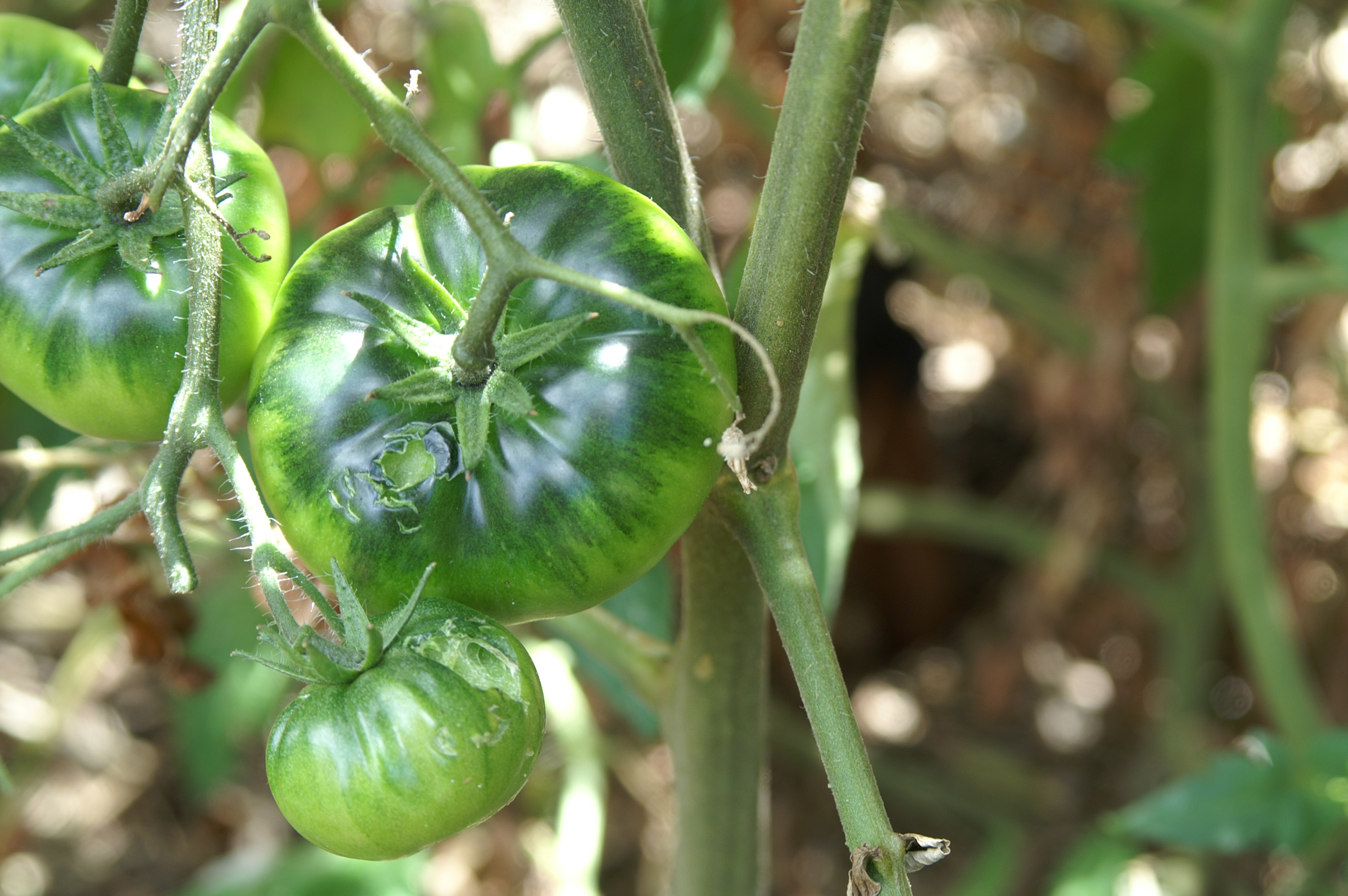 The Dreaded Rats….. Suburban Tomato