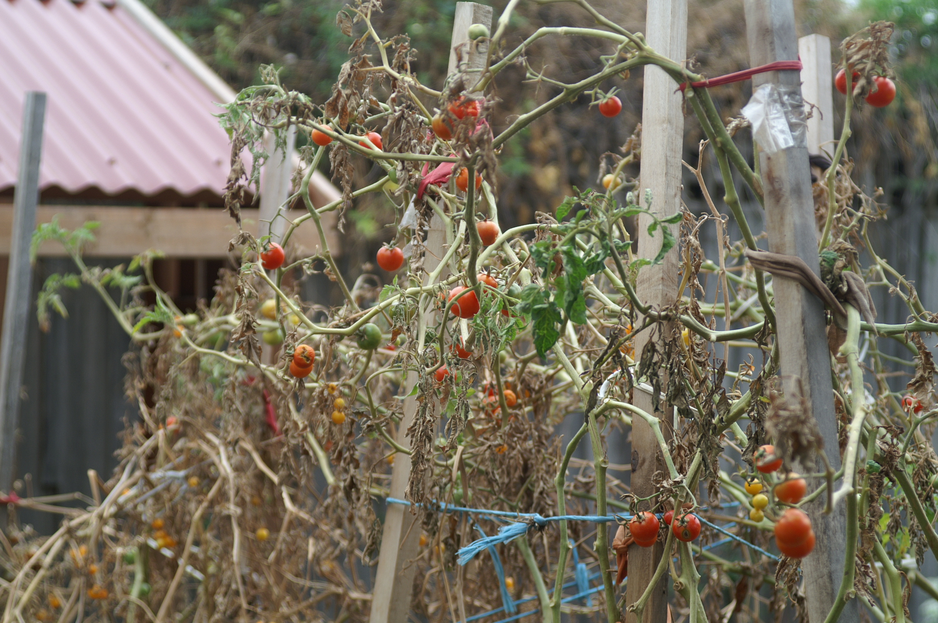 Top 5 Signs that it is Autumn Suburban Tomato