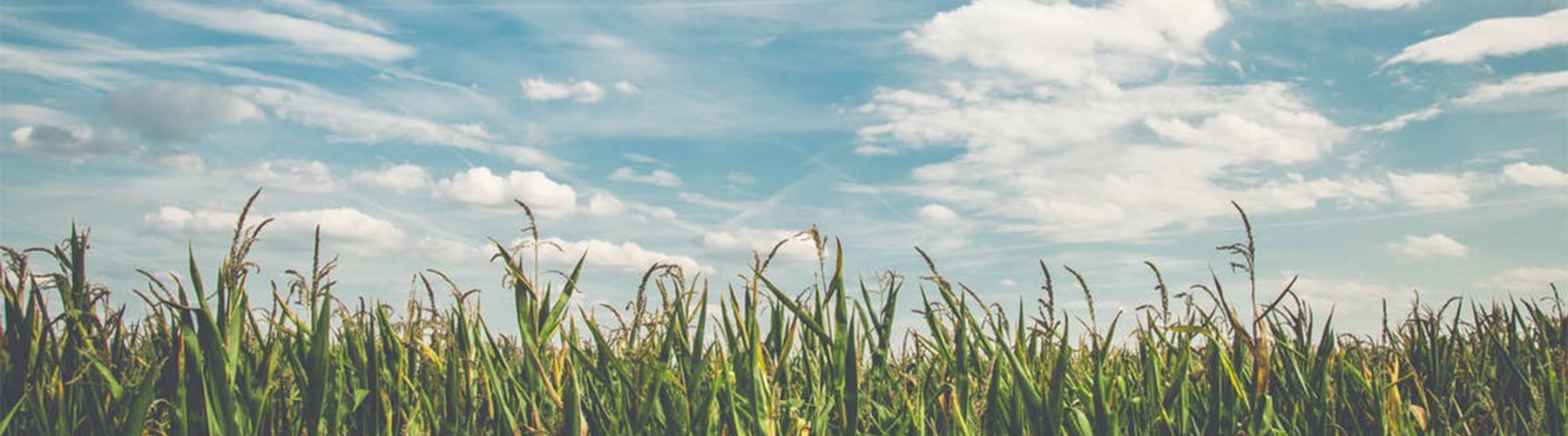 Why Choose Success Property Success Property