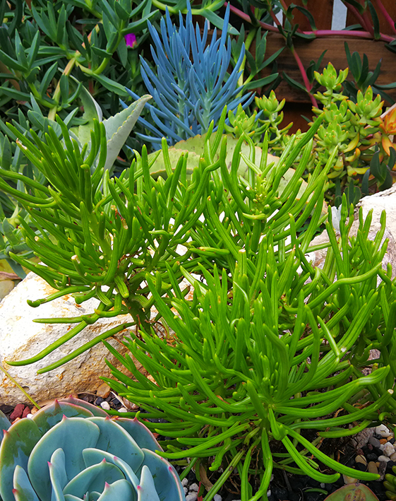 Senecio Barbertonicus (Succulent Bush Senecio) Succulent