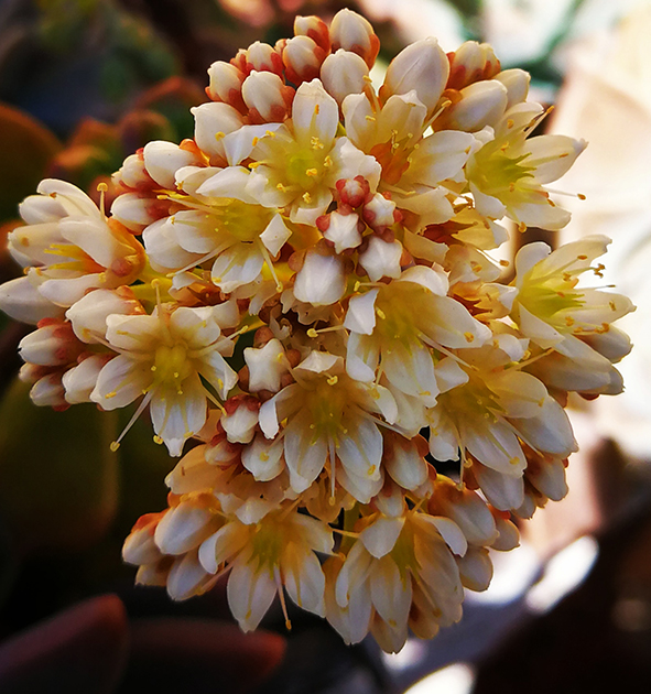 Sedum Lucidum Obesum (Giant Green Jelly Beans) Succulent