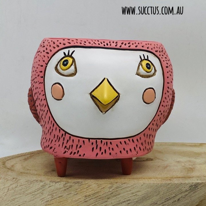 Allen Design Baby Birdie Planter with Drainage (10cm x 10cm) Dark Pink Succtus Online Store