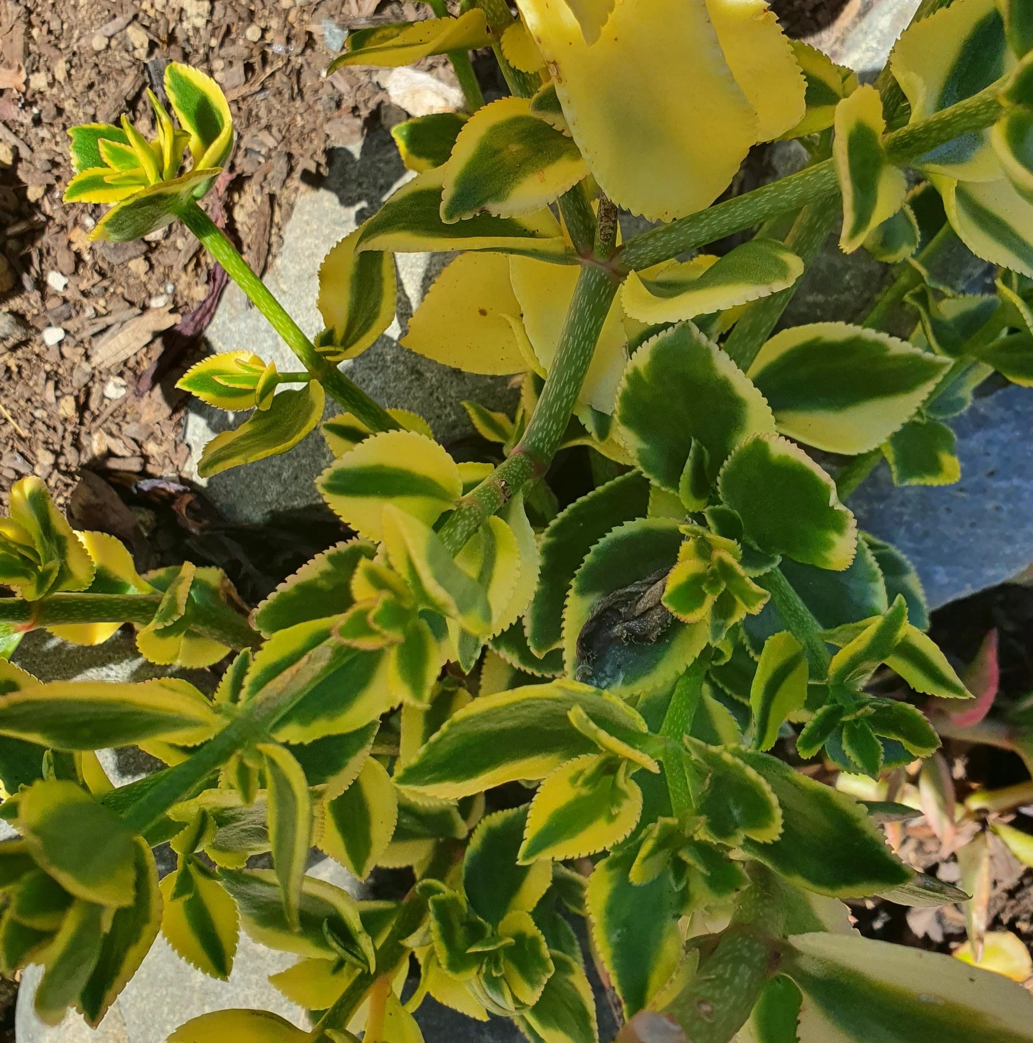 Crassula Sarmentosa Comet Variegated Trailing Jade Plant Succular.nz