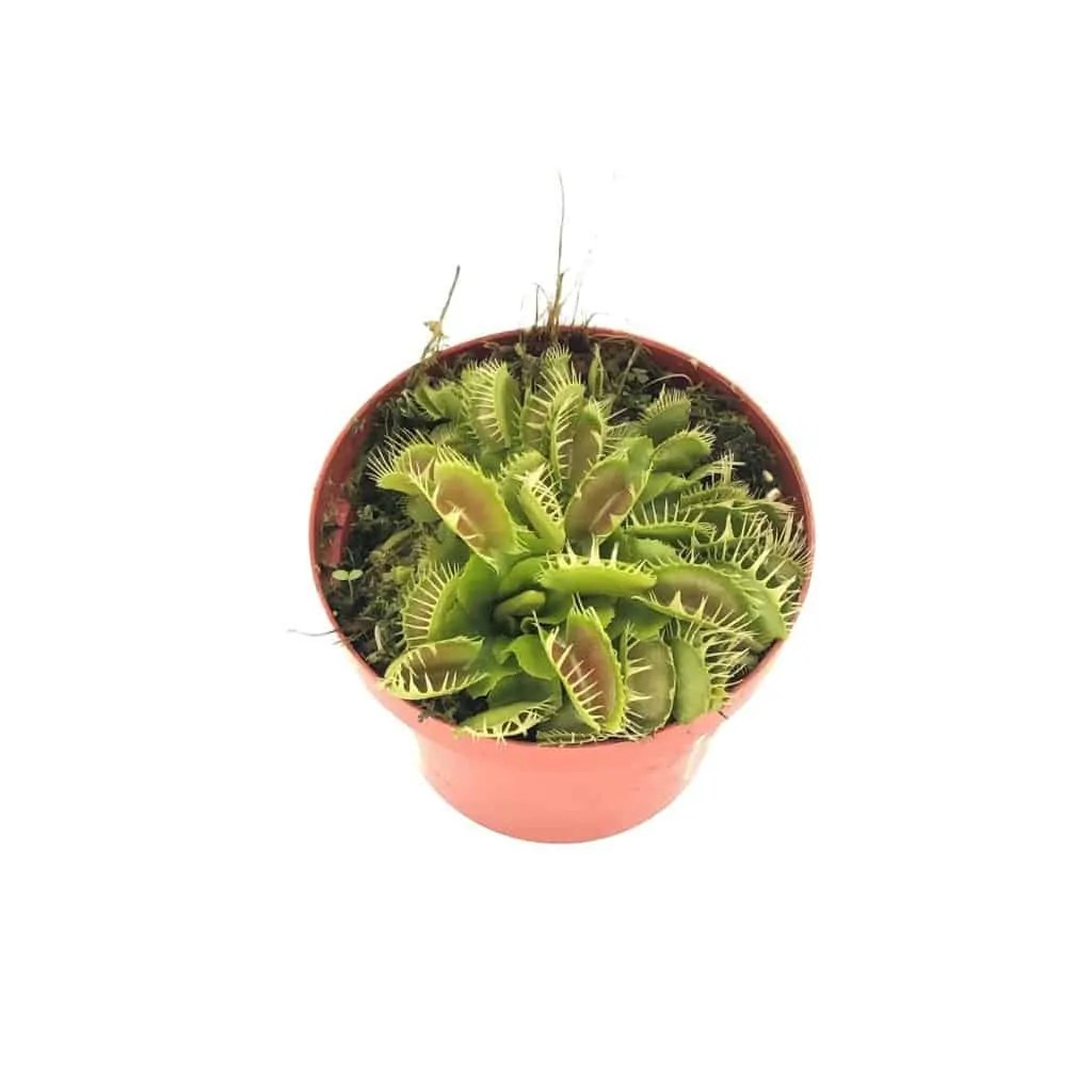Venus flytrap1 Succulent & Cactus Malaysia