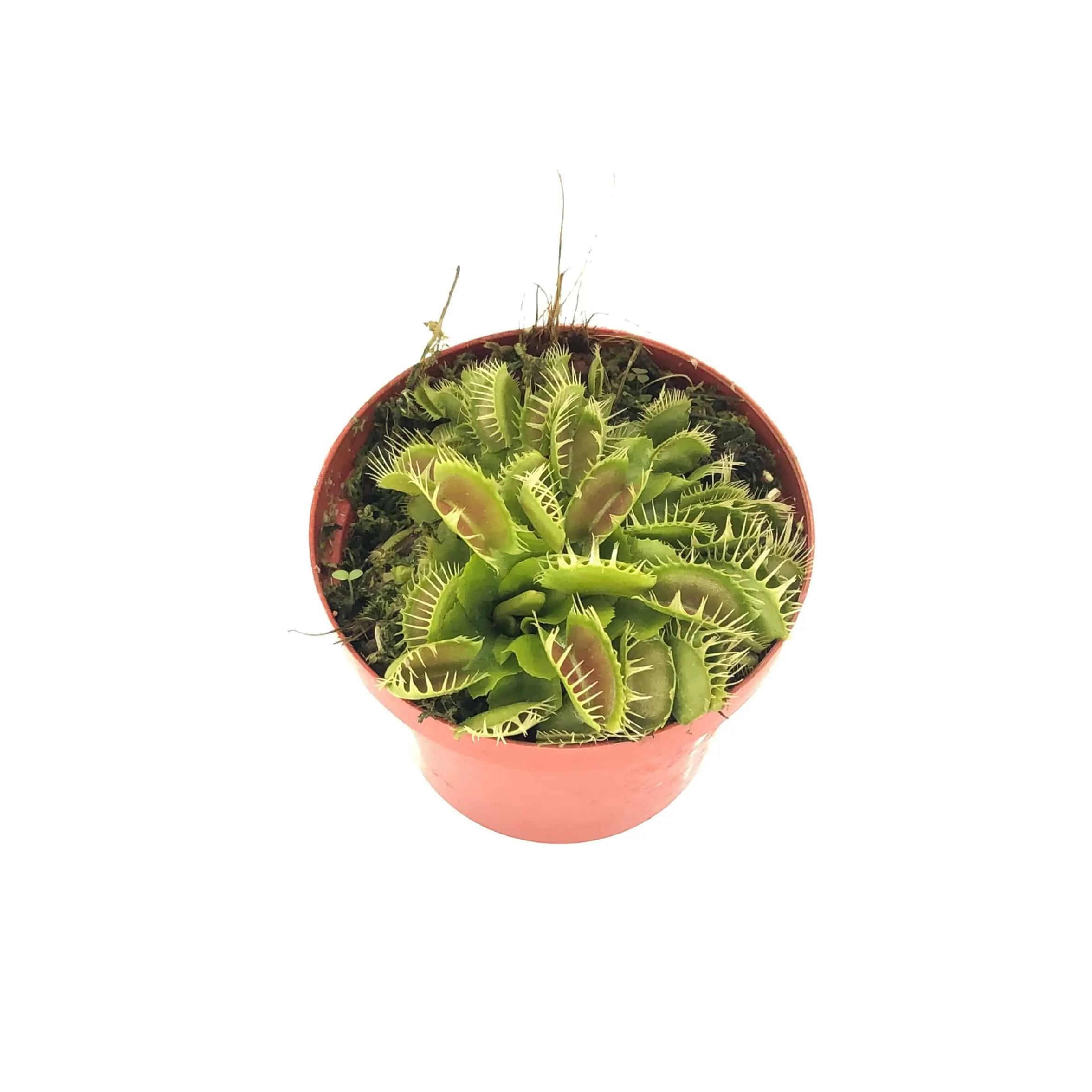 Venus flytrap1 Succulent & Cactus Malaysia