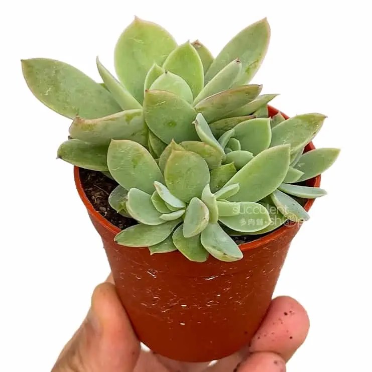 4291 Succulent & Cactus Malaysia