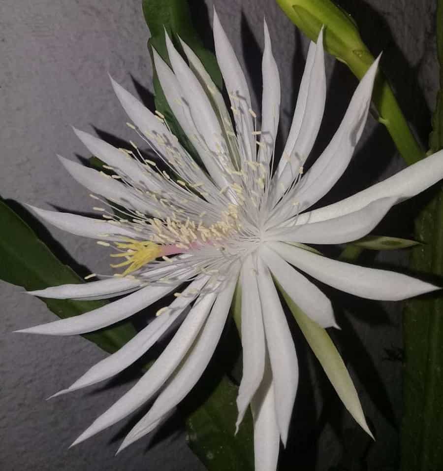 Epiphyllum hookeri