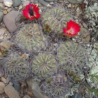 Echinopsis backebergii