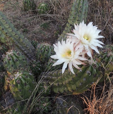 Echinopsis candicans