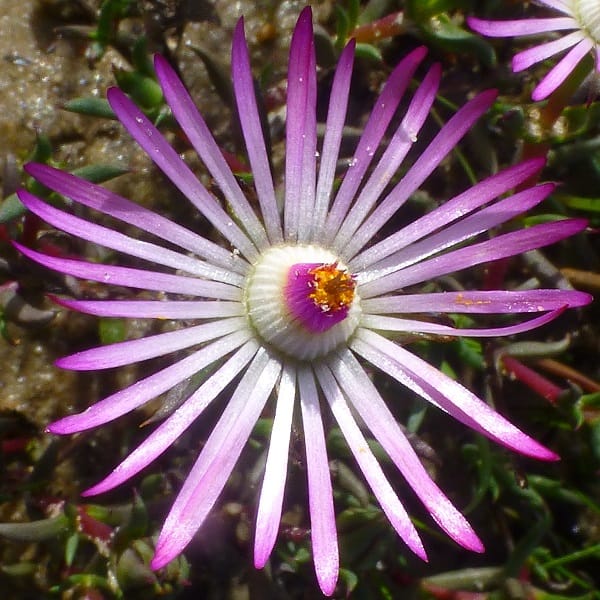 Lampranthus aduncus