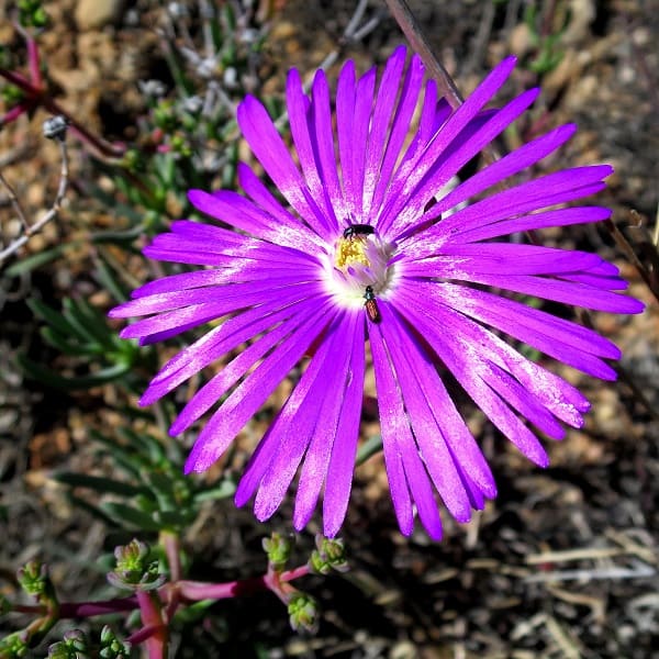 Lampranthus affinis