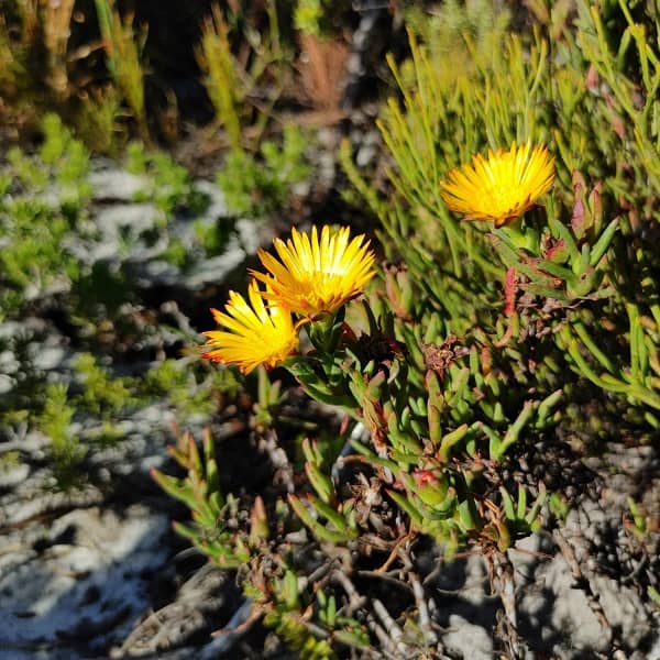 Lampranthus bicolor