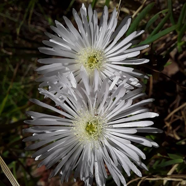 Lampranthus blandus