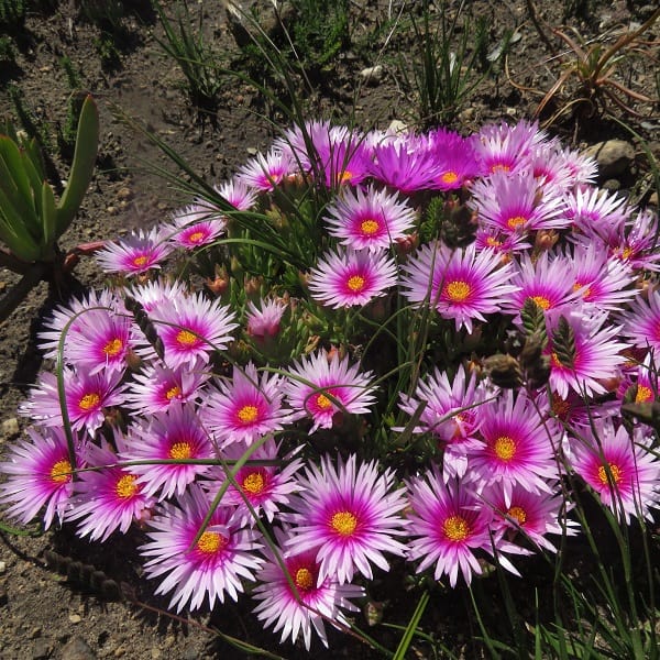 Lampranthus ceriseus