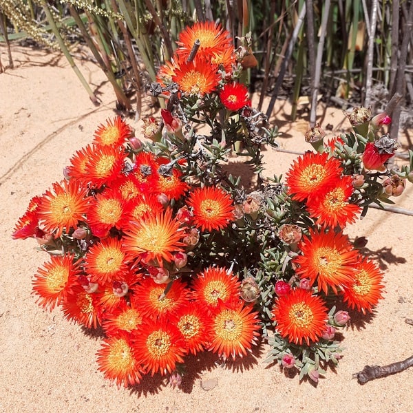 Lampranthus coccineus