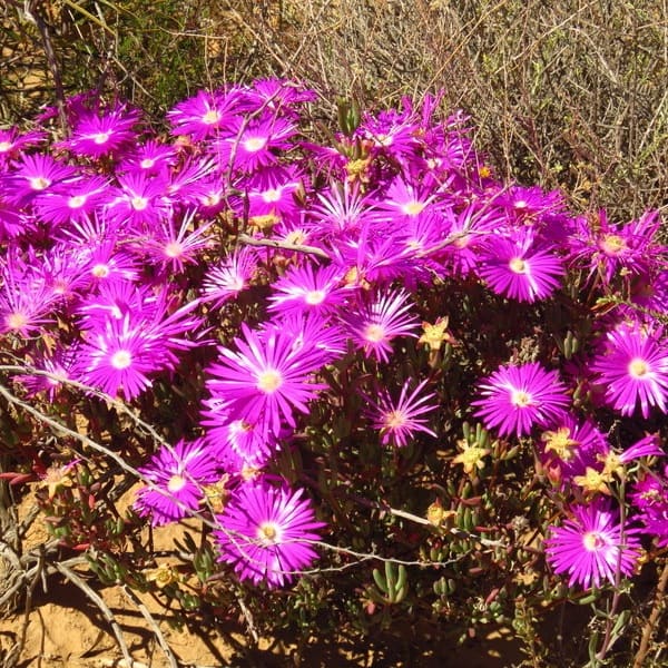 Lampranthus coralliflorus
