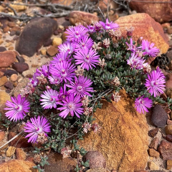 Lampranthus debilis