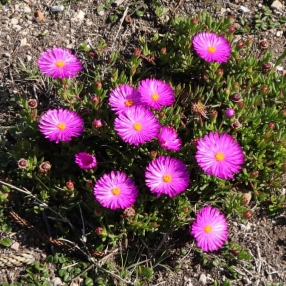 Lampranthus diutinus
