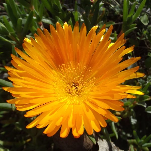Lampranthus fergusoniae