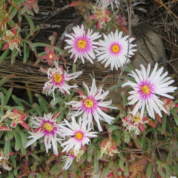 Lampranthus galpiniae