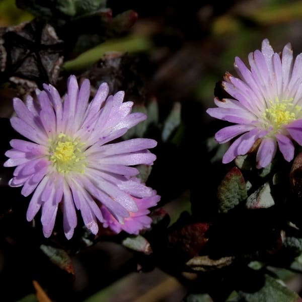 Lampranthus glomeratus