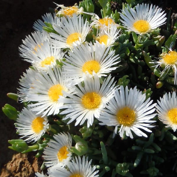 Lampranthus holensis