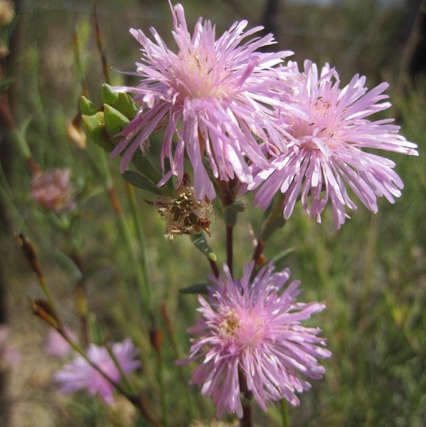 Lampranthus immelmaniae